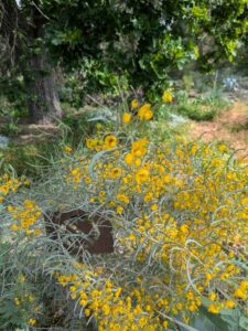 image from Ruth Bancroft Garden in Walnut Creek - April 2024