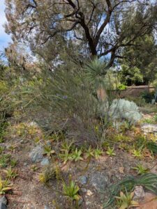 image from Ruth Bancroft Garden in Walnut Creek - April 2024