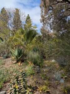 image from Ruth Bancroft Garden in Walnut Creek - April 2024