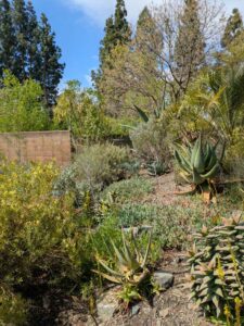 image from Ruth Bancroft Garden in Walnut Creek - April 2024