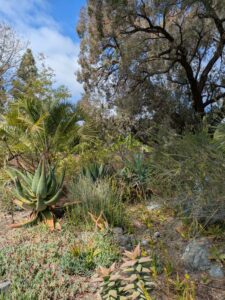 image from Ruth Bancroft Garden in Walnut Creek - April 2024