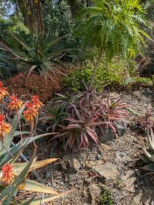 image from Ruth Bancroft Garden in Walnut Creek - April 2024