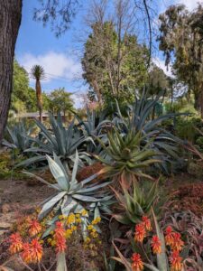 image from Ruth Bancroft Garden in Walnut Creek - April 2024