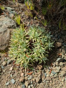 image from Ruth Bancroft Garden in Walnut Creek - April 2024