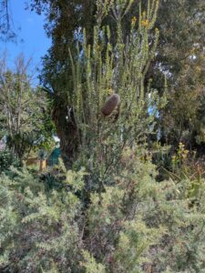 image from Ruth Bancroft Garden in Walnut Creek - April 2024