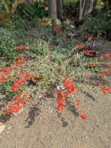 image from Ruth Bancroft Garden in Walnut Creek - April 2024