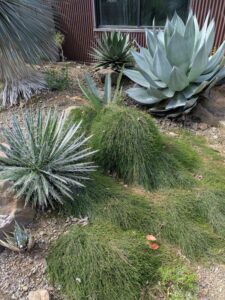 image from Ruth Bancroft Garden in Walnut Creek - April 2024