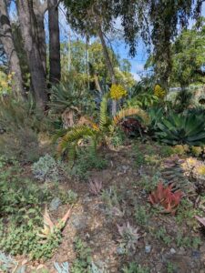image from Ruth Bancroft Garden in Walnut Creek - April 2024