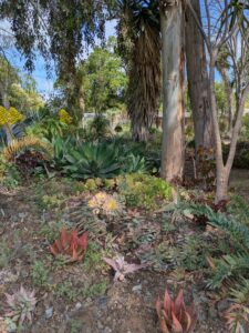 image from Ruth Bancroft Garden in Walnut Creek - April 2024