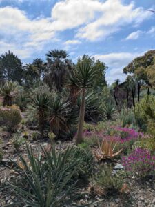image from Ruth Bancroft Garden in Walnut Creek - April 2024