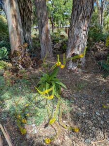image from Ruth Bancroft Garden in Walnut Creek - April 2024