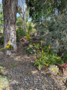 image from Ruth Bancroft Garden in Walnut Creek - April 2024