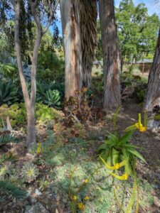 image from Ruth Bancroft Garden in Walnut Creek - April 2024