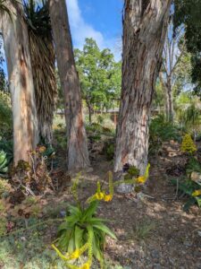 image from Ruth Bancroft Garden in Walnut Creek - April 2024