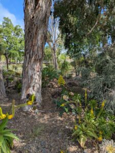image from Ruth Bancroft Garden in Walnut Creek - April 2024
