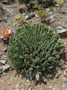 image from Ruth Bancroft Garden in Walnut Creek - April 2024