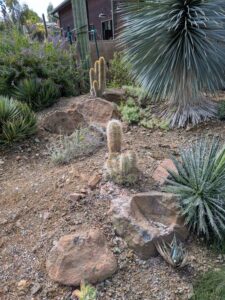 image from Ruth Bancroft Garden in Walnut Creek - April 2024