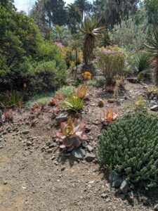 image from Ruth Bancroft Garden in Walnut Creek - April 2024
