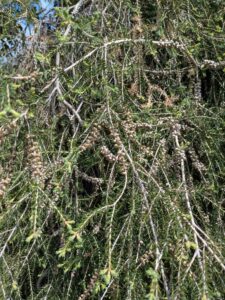 image from Ruth Bancroft Garden in Walnut Creek - April 2024