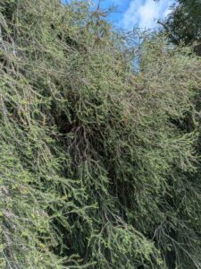 image from Ruth Bancroft Garden in Walnut Creek - April 2024