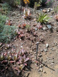 image from Ruth Bancroft Garden in Walnut Creek - April 2024