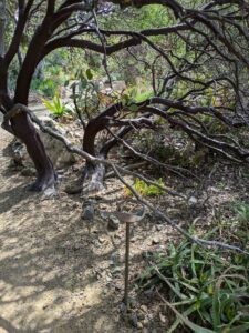 image from Ruth Bancroft Garden in Walnut Creek - April 2024