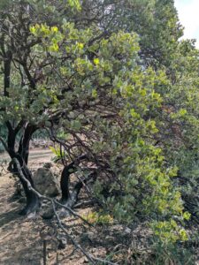 image from Ruth Bancroft Garden in Walnut Creek - April 2024