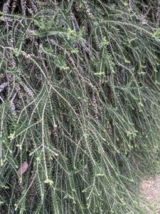 image from Ruth Bancroft Garden in Walnut Creek - April 2024