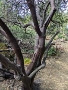 image from Ruth Bancroft Garden in Walnut Creek - April 2024