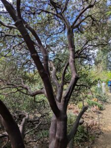image from Ruth Bancroft Garden in Walnut Creek - April 2024