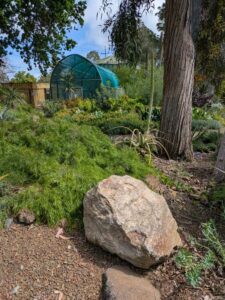 image from Ruth Bancroft Garden in Walnut Creek - April 2024