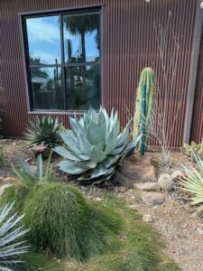 image from Ruth Bancroft Garden in Walnut Creek - April 2024