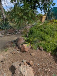 image from Ruth Bancroft Garden in Walnut Creek - April 2024