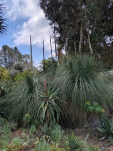 image from Ruth Bancroft Garden in Walnut Creek - April 2024
