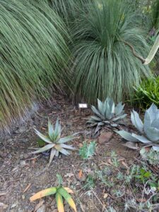 image from Ruth Bancroft Garden in Walnut Creek - April 2024