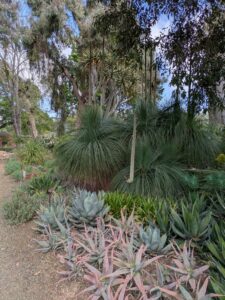 image from Ruth Bancroft Garden in Walnut Creek - April 2024