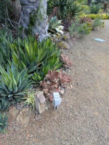 image from Ruth Bancroft Garden in Walnut Creek - April 2024