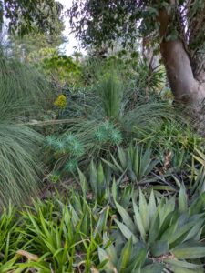 image from Ruth Bancroft Garden in Walnut Creek - April 2024