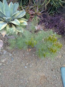 image from Ruth Bancroft Garden in Walnut Creek - April 2024
