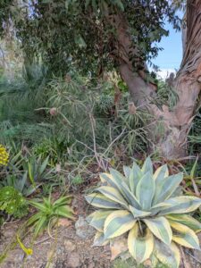 image from Ruth Bancroft Garden in Walnut Creek - April 2024