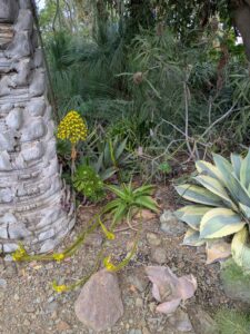 image from Ruth Bancroft Garden in Walnut Creek - April 2024