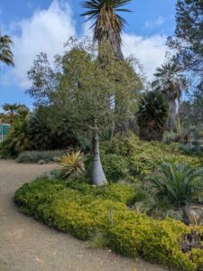 image from Ruth Bancroft Garden in Walnut Creek - April 2024