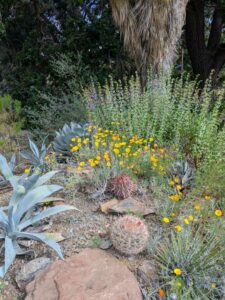 image from Ruth Bancroft Garden in Walnut Creek - April 2024