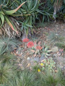 image from Ruth Bancroft Garden in Walnut Creek - April 2024