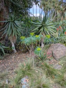 image from Ruth Bancroft Garden in Walnut Creek - April 2024