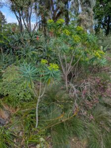 image from Ruth Bancroft Garden in Walnut Creek - April 2024