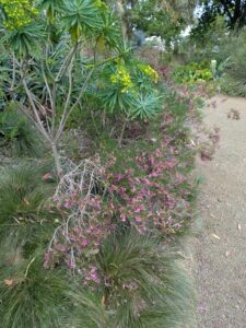 image from Ruth Bancroft Garden in Walnut Creek - April 2024