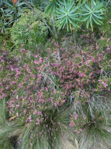 image from Ruth Bancroft Garden in Walnut Creek - April 2024