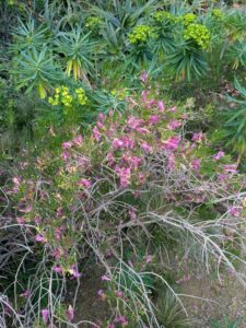image from Ruth Bancroft Garden in Walnut Creek - April 2024