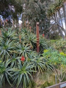image from Ruth Bancroft Garden in Walnut Creek - April 2024